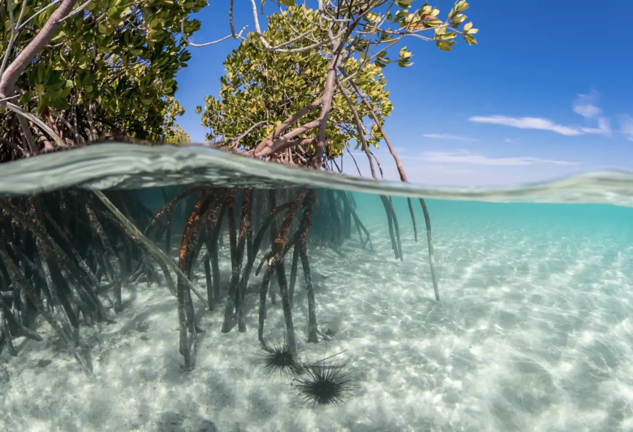 Bird watching and Mangroves Planting