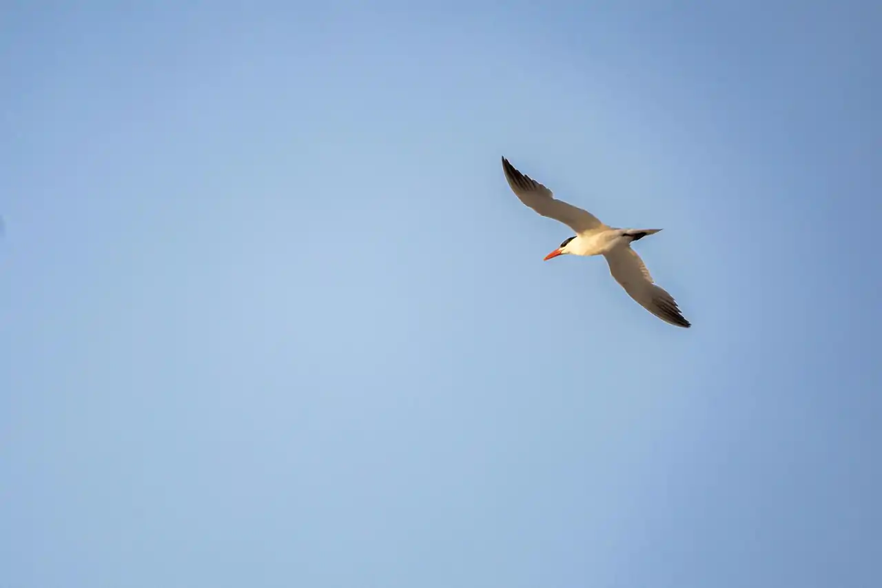 مشاهدة الطيور