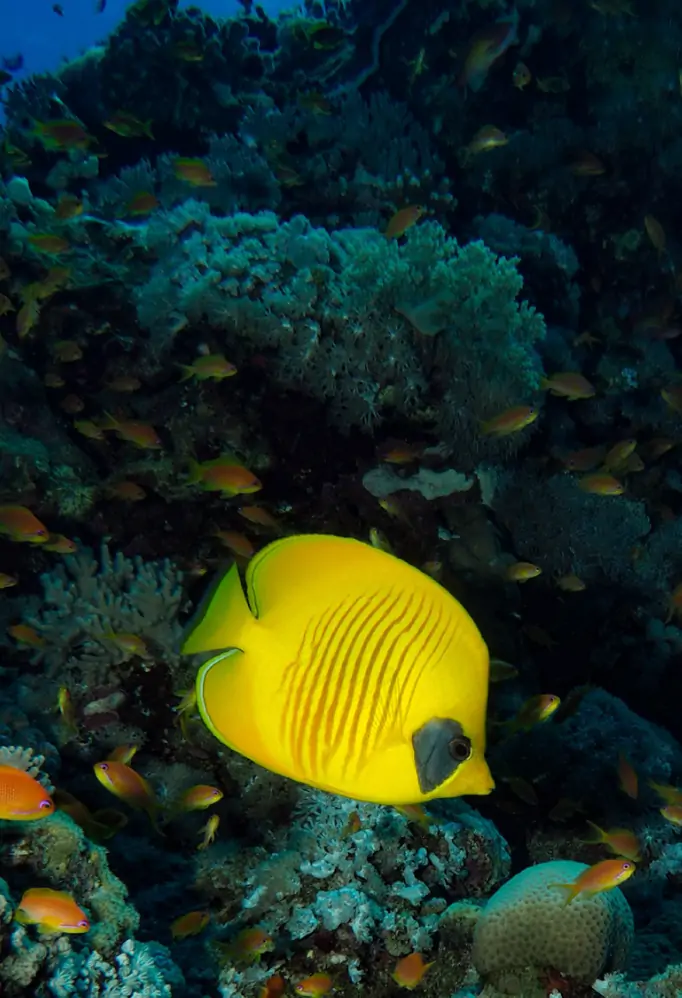 Young Marine Biologist