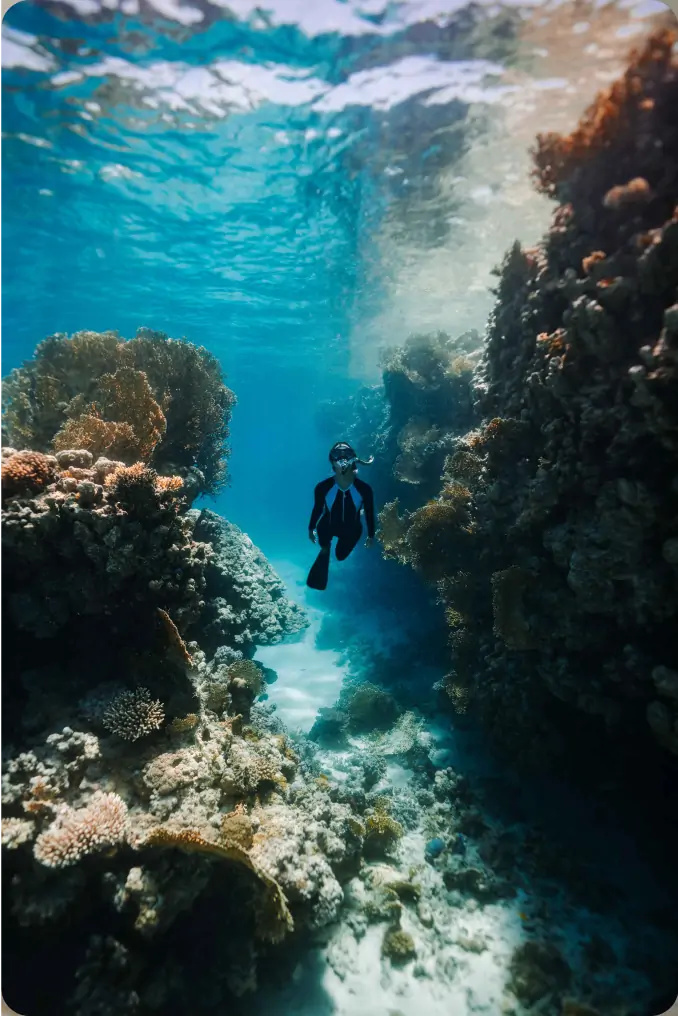 House Reef Guided Snorkel